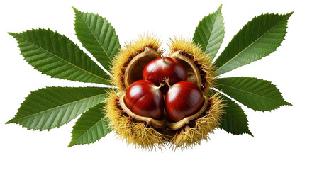 Macro view of horse chestnuts inside spiky husk surrounded by green leaves transparent background black background