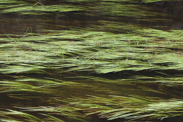 Herbes aquatiques ondulant dans le courant d'une rivi&egrave;re