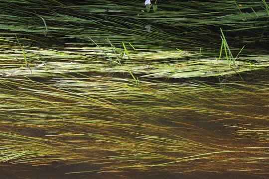 Herbes aquatiques ondulant dans le courant d'une rivi&egrave;re