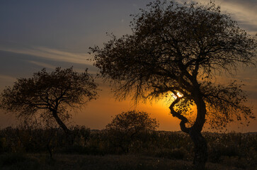 tree at sunset