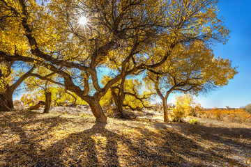 autumn tree in the park