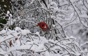 Bright red male cardinal captured mid-flight against snowy branches, showcasing vivid wildlife in a winter forest.