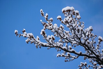 Snow-covered branch with seed pods silhouetted against clear blue sky, highlighting winter&rsquo;s delicate natural textures.