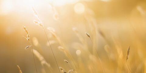 golden grass stalks shimmering in sunset glow serene meadow bokeh closeup evokes tranquility perfect wallpaper background