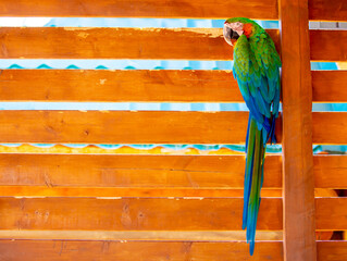Macaw parrot close-up. The multi-colored parrot sits on a wooden fence.