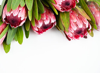 Close up of Unique Protea Pink Ice Flowers on White Background