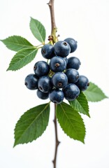 Cluster of ripe blackthorn berries with green leaves on a branch. Dark blue sloes grow on a twig. Isolated on white background, natural food.