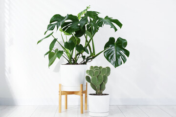 Beautiful potted monstera and prickly pear cactus on floor near white wall indoors © New Africa