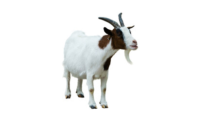Obraz premium goat, goat png, pygmy goat, goat stadning, goat isolated, domestic goat, goat standing, goat side view, livestock animal, goat photo