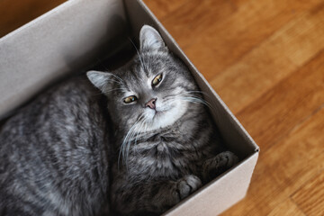 Gray domestic cat resting inside a cardboard box on a wooden floor, looking at the camera in a cozy home environment. Furry pet going to sleep in there. The cat is fooling around. Funny pets.