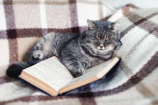 Gray cat wearing glasses lies on a cozy blanket and reads an open book. Funny and creative education concept, home reading, knowledge, learning and intellectual lifestyle. Funny cats