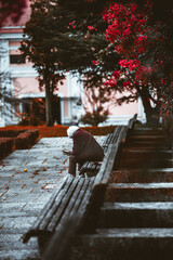 Low-key telephoto shot of lonely senior silhouette on park bench, head bowed with phone, wet walkway and autumn leaf, red blossom and stair in quiet urban garden