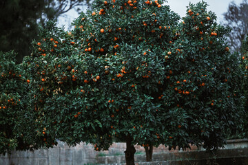 Low-key view of lush orange tree heavy with ripe citrus fruit in an orchard, dark green foliage and branches packed with mandarin oranges, natural agriculture harvest scene outdoors