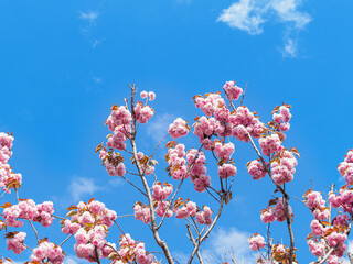 Cherry blossom branches against a blue sky in spring outdoors. Pink sakura flowers.