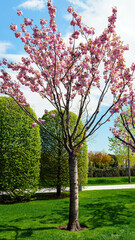 Cherry blossom tree sakura in spring in the park