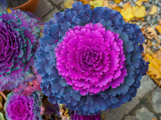 vibrant ornamental purple and blue cabbage flower