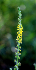 Naklejka premium Agrimonia eupatoria blooms among herbs