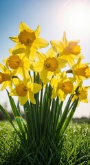 Bright yellow daffodils bloom under sunny spring sky