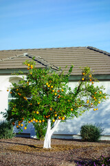 Bright Oranges hanging between branches of citrus tree with painted in white trunk growing in xeriscaped yard, Phoenix, Arizona in Winter, copy space