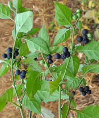 The black solanum (Solanum nigrum) plant grows in nature