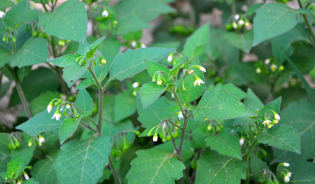 The black solanum (Solanum nigrum) plant grows in nature