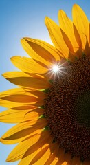Fototapeta premium Close-up Sunflower Petals Bright Sunburst Sky