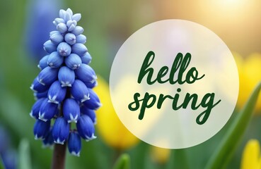 Blue grape hyacinth plant in garden. Soft light illuminates fresh blooming muscari flower with green text hello spring. Yellow tulips bloom behind.