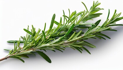 Fototapeta premium Fragrant Rosemary Sprigs Isolated On A Transparent Background