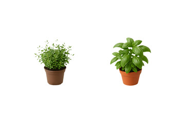 Fresh Potted Herbal Plants Garden Collection Isolated on a Transparent Background