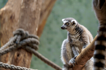 Obraz premium Lemur sits on a branch at the zoo during the day observing surroundings and relaxing near other animals