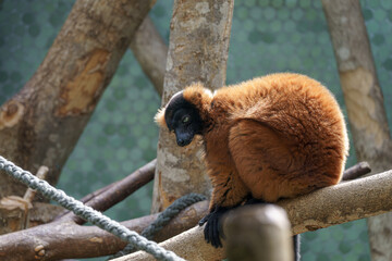 Obraz premium Lemur sits on a branch in a forested area during daytime while observing its surroundings and other animals