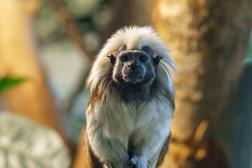 Small monkey with fluffy white fur sits on a branch in an indoor exhibit during the day