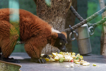Obraz premium Lemur eats fruit at the zoo in springtime while visitors watch from behind the glass