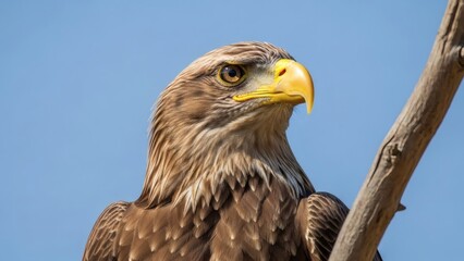 Obraz premium Majestic eagle perched on branch with clear blue sky for National Save The Eagles Day