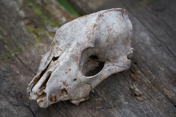 white animal scull on the wood
