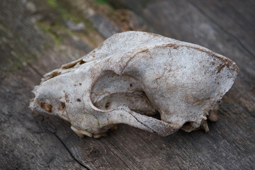 white animal scull on the wood