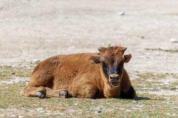 Fototapeta premium Calf resting on ground in open field during bright daylight near farm