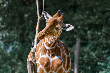 Giraffe eats leaves while standing near a tree in a zoo during daylight hours