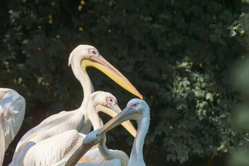 Pelicans gathered near water during sunny day in a natural setting observing surroundings