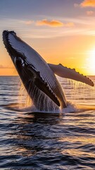 Fototapeta premium Majestic Humpback Whale Breaching and Splashing in the Ocean at Dramatic Sunset