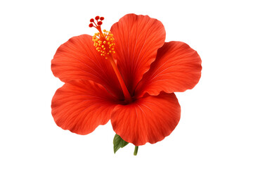 Red Hibiscus Flower Tropical Blossom Isolated on a Transparent Background