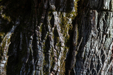Moss-covered old tree bark texture, deep cracks, and the natural life cycle.