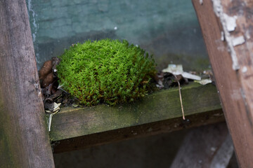 green moss in the winter