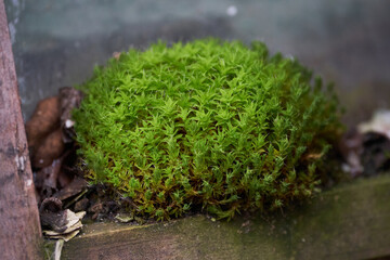 green moss in the winter