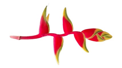 Stunning Tropical Red Heliconia Flower, also known as Lobster-Claws, Isolated on White Background