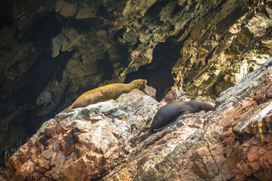 Wild sea lions at Ballestas Island, Paracas - Pisco, Ica, Peru