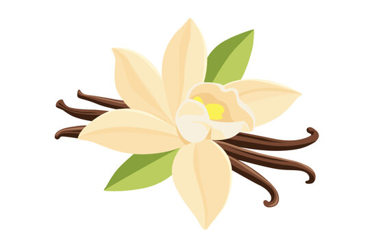 Vanilla Flower and Dried Sticks vector cartoon on a white background.Vector eps 10