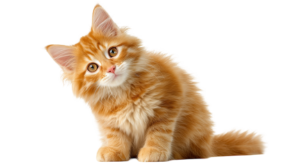 Cute ginger tabby kitten sitting and looking up for pet adoption.

