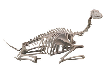 An incredibly preserved fossilized skeleton of an extinct prehistoric camel species from the Pleistocene era displayed on a white background.