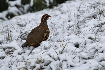 A wild partridge stands on grass against the backdrop of the first snow in a forest in Piedmont,...